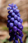 Common grape hyacinth